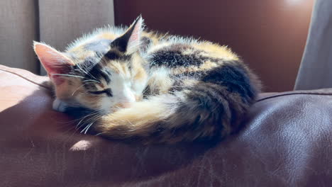 closeup of sleeping calico