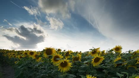 sunflower field 14