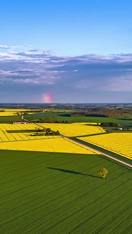 aerial hyperlapse over glowing yellow rapeseed fields in scenic countryside at golden hour