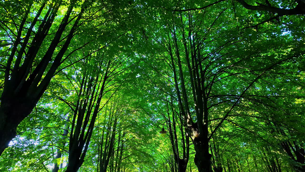 Low shot of shady park with fresh air in the morning in Liepaja, Latvia
