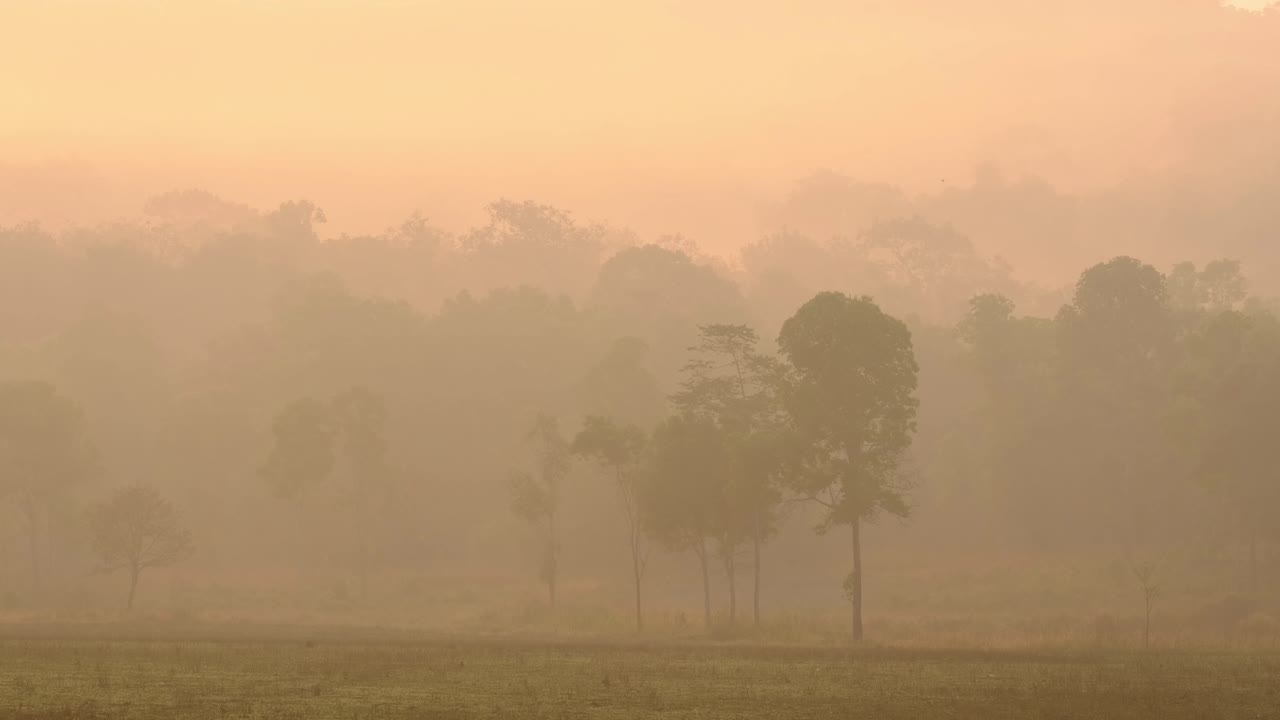 태국 푸 캬오 야생 보호 구역의 퉁 카망에서 태양이 떠오르는 황금 아침 시간