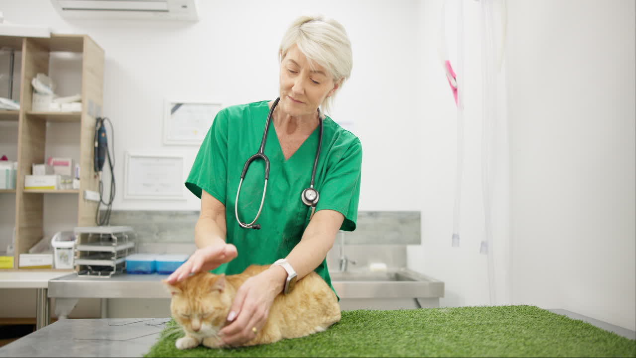 고위 여성, 의사 및 고양이 수의사