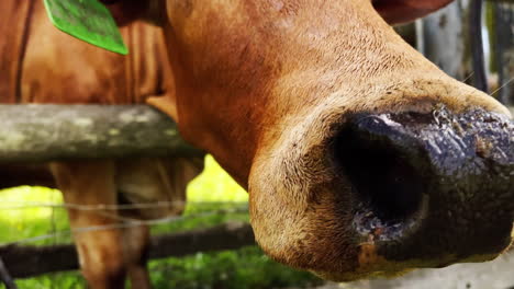 a close-up of a brown cow with an ear tag, showcasing the detailed features of its face