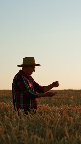 aged farmer picking ripe ears of corn in the farmland. man checks if the wheat is ready to be harvested. vertical video