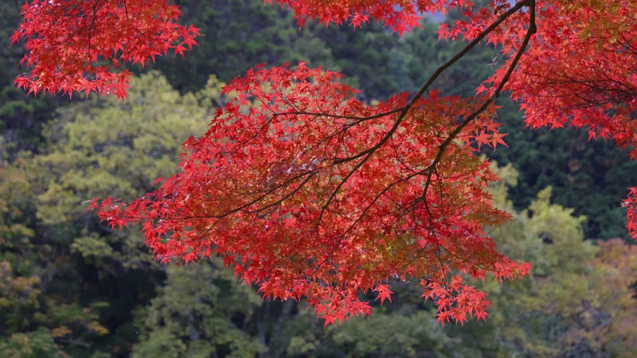 Beautiful vibrant red maple leafs close up in slow motion