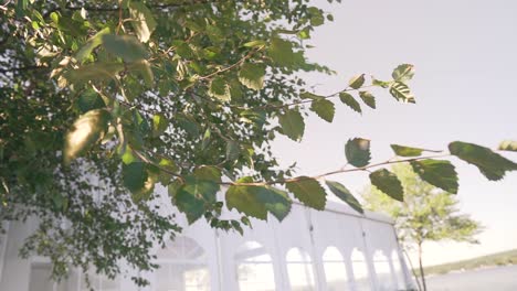 Sonne-Scheint-Durch-Einen-Baum-An-Einem-See-In-Den-Weißen-Bergen-Von-New-Hampshire