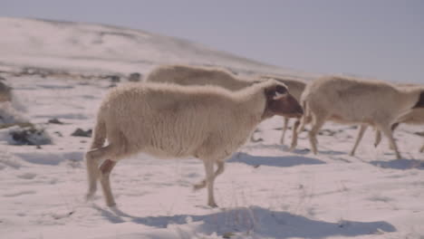 Nahaufnahme-Von-Schafen,-Die-Im-Schnee-Spazieren-Gehen,-Zusammen-Mit-Seiner-Herde,-Seine-Diskette-Hört-Hinreißend-Herumhüpfen