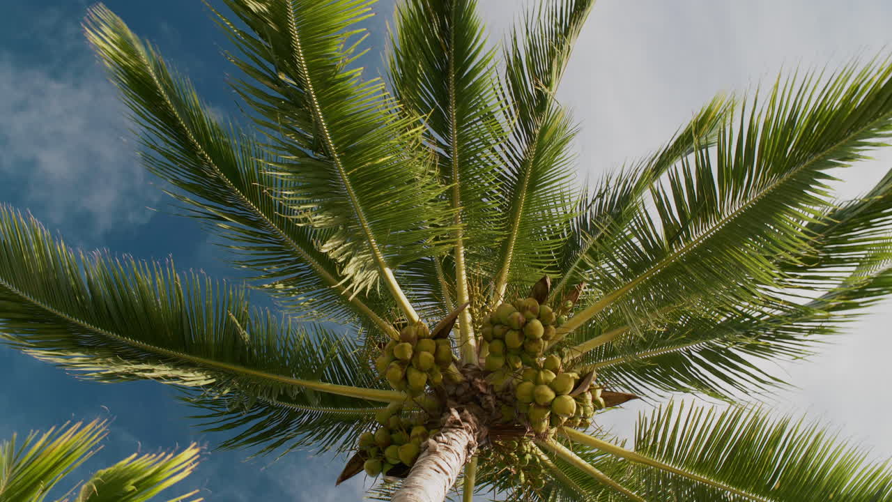 코코으로 가득 찬 활기찬 나무가 은 파란 하늘을 향해 아 열대적 아름다움과 평온을 상징합니다.