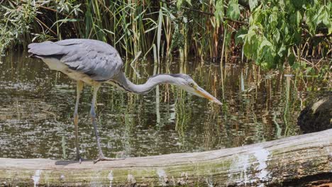 a gray heron chasing fish on a river bank