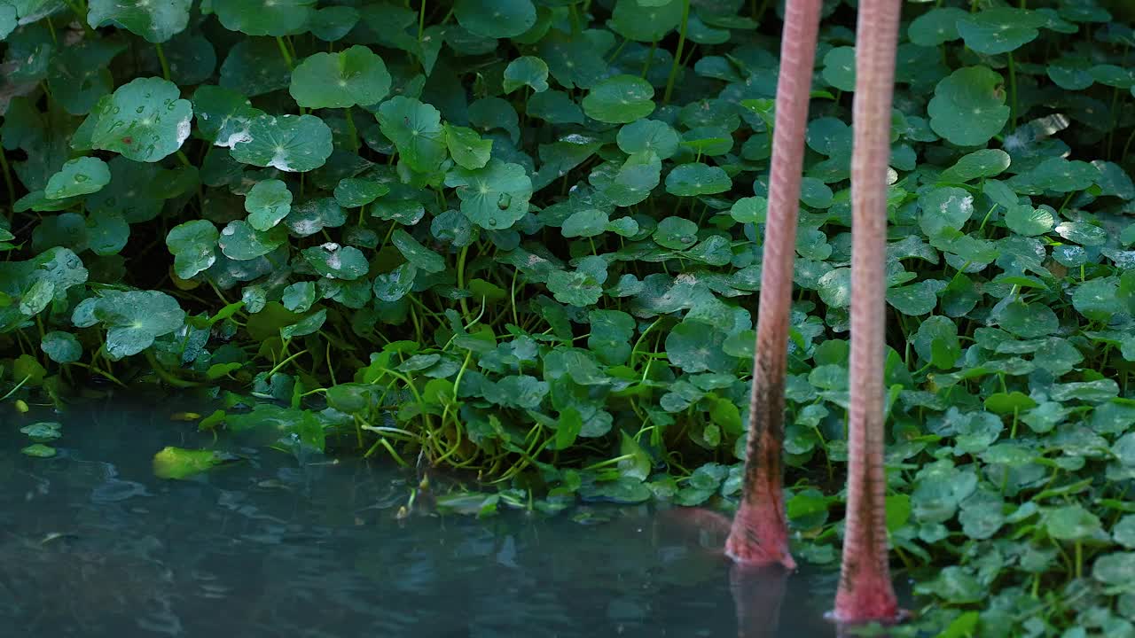 푸른 서식지 에서 우아 하게 고 있는 플라밍고