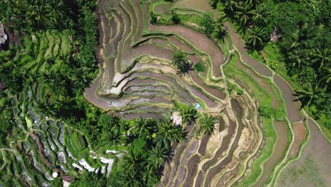 drone footage of tegallalang rice terrace in bali capturing the iconic landscape