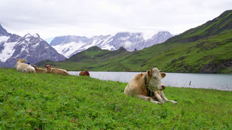 cow with bachalpsee lake and swiss alps in grindelwald