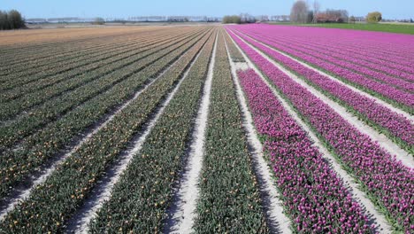 Aerial-View-Of-Tulip-Field-In-Zuid-Beijerland,-Netherlands---drone-shot
