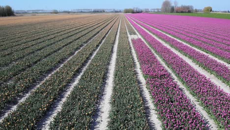 Vista-Aérea-Del-Campo-De-Tulipanes-En-El-Sur-De-Beijerland,-Países-Bajos---Disparo-De-Drones