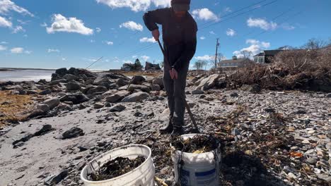 man lifts rake full of seaweed along the beach and bangs it into two white buckets