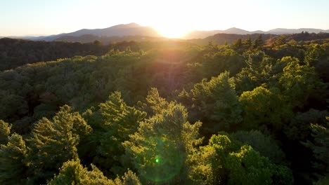 aerial-over-pine-treetops-pushing-toward-the-sunset