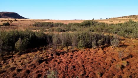 vista aérea de las copas de los árboles de un matorral mixto