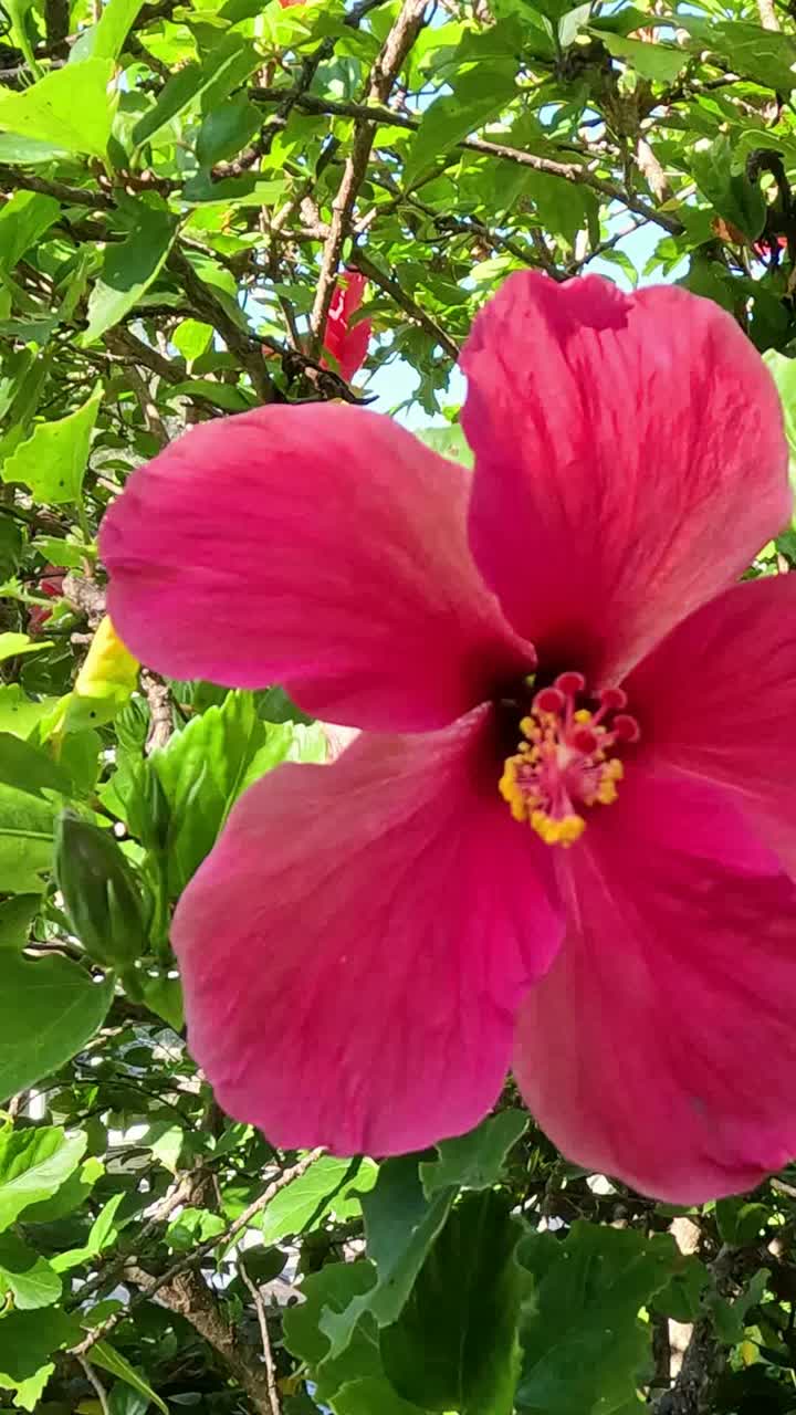 Fiori di ibisco vivaci ondeggiano delicatamente nella brezza