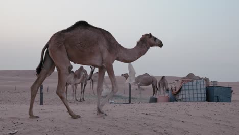 camello gracioso atravesando la vasta extensión del desierto