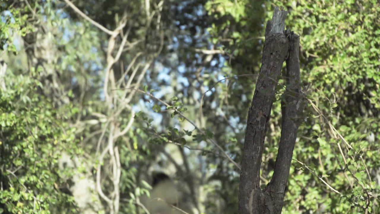 흰색 시파카는 멀리 있는 한 나무에서 다른 나무로 삼중 도약을 하고, 가벼운 슬로우 모션 샷