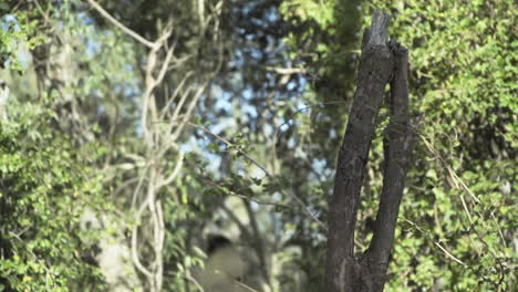 white sifaka performing a triple leap from one tree to another tree in a distance, light slow motion shot