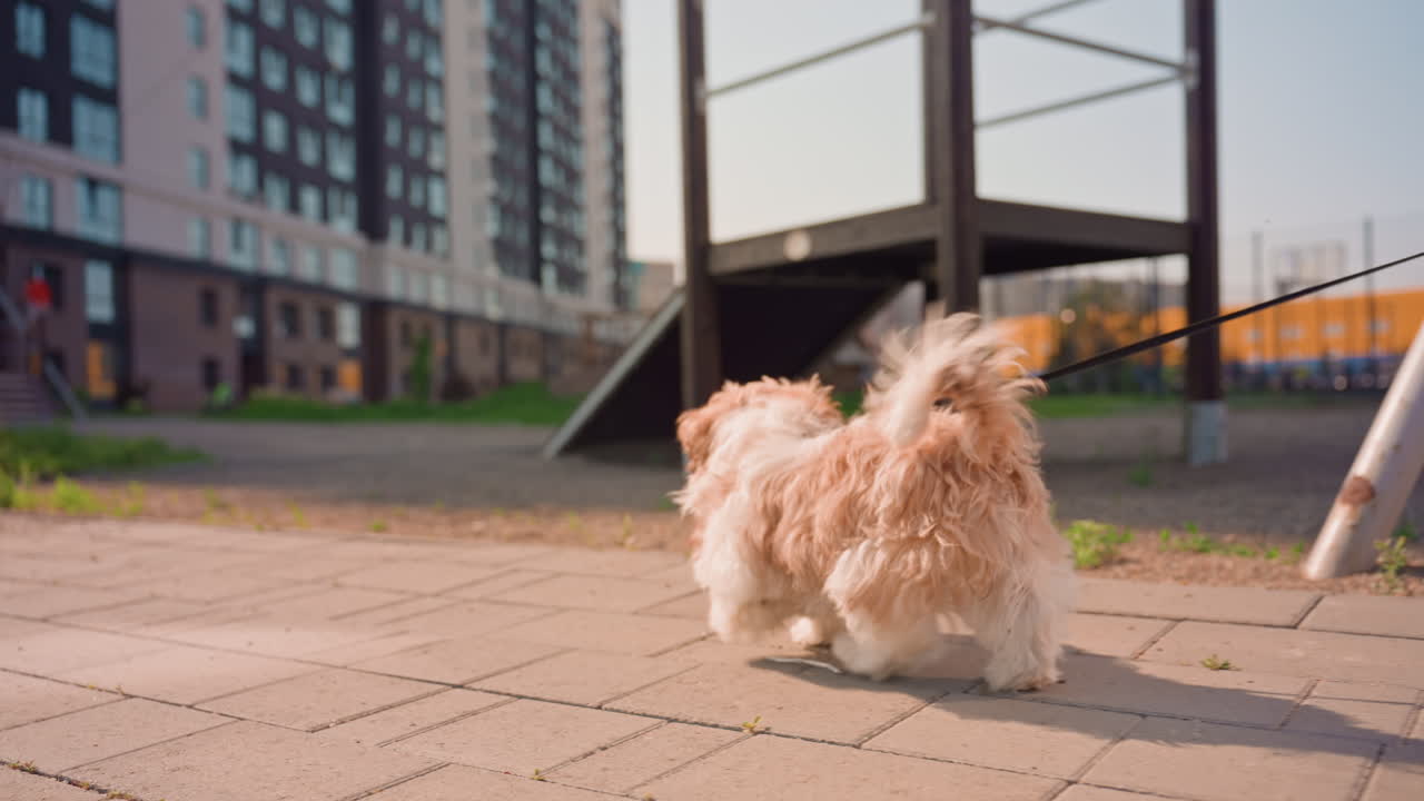 Pet In Lively City, Small Puppy Marches Energetically Past Buildings And Play Area In City, Adorable Fluffy Dog Trots Proudly Through Bustling City Square With Playful Wagging Tail