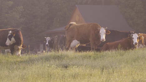 Cows-grazing-near-a-small-wooden-house-during-sunrise