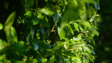 Persona-Recortando-Un-Exuberante-Seto-Verde-Con-Una-Podadora-Eléctrica