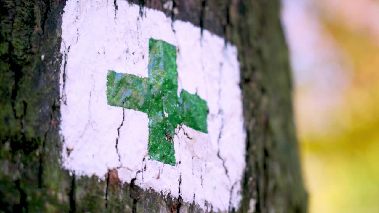 A tree with a green cross trail mark painted on its trunk