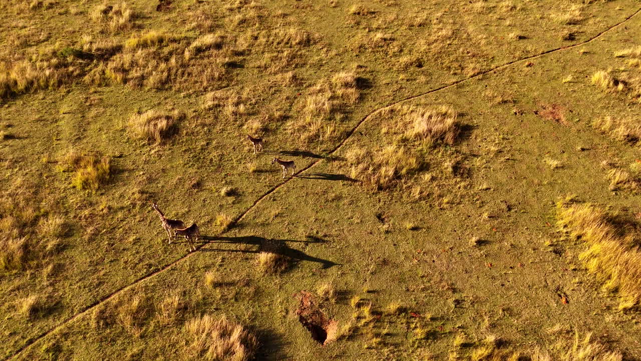 Drone view of tower of giraffe with long shadows on game path through wilderness