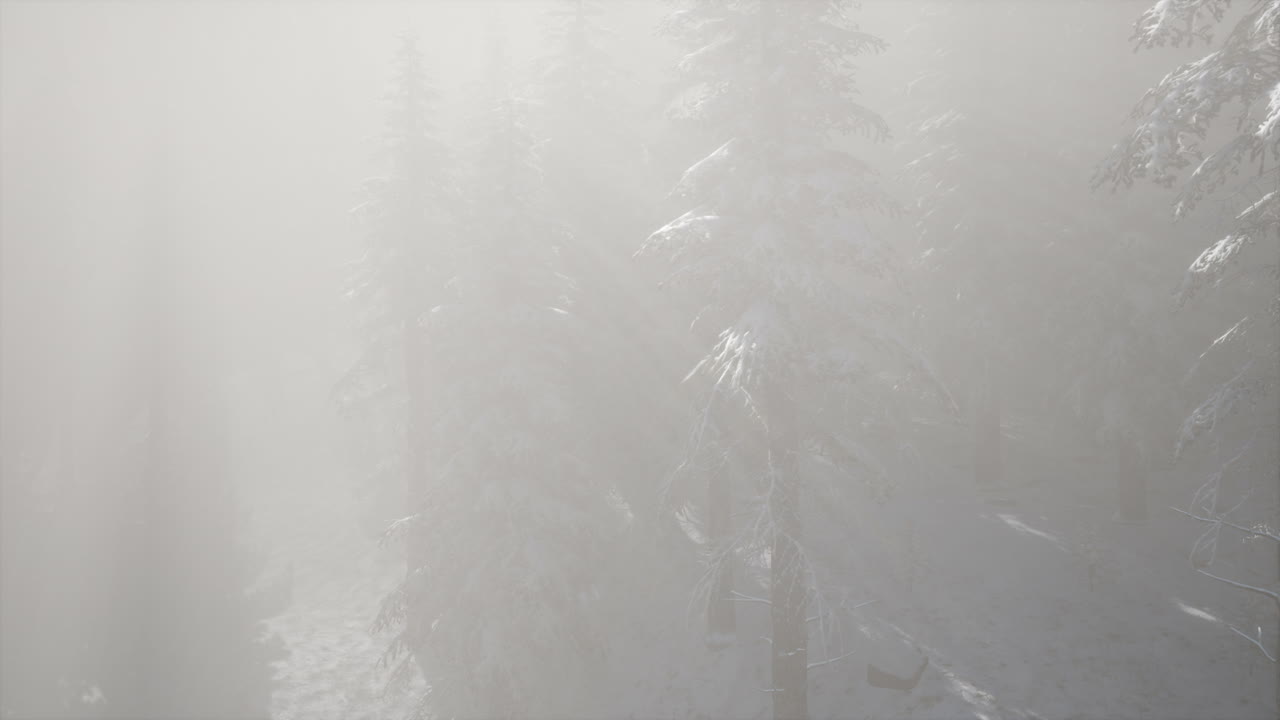 산 기?? 에 있는 소나무 숲 의 안개