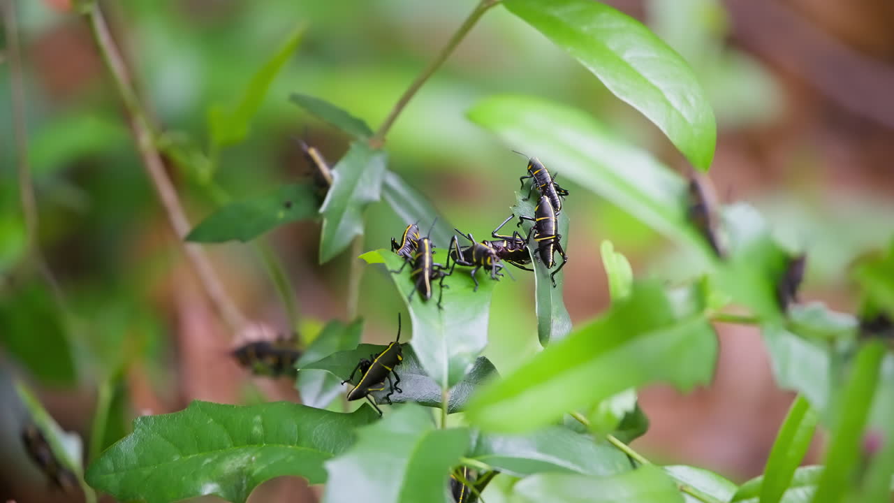 A group of eastern lubber grasshoppers crawling around and eating lush green leaves of a plant with a out of focus blurred background.