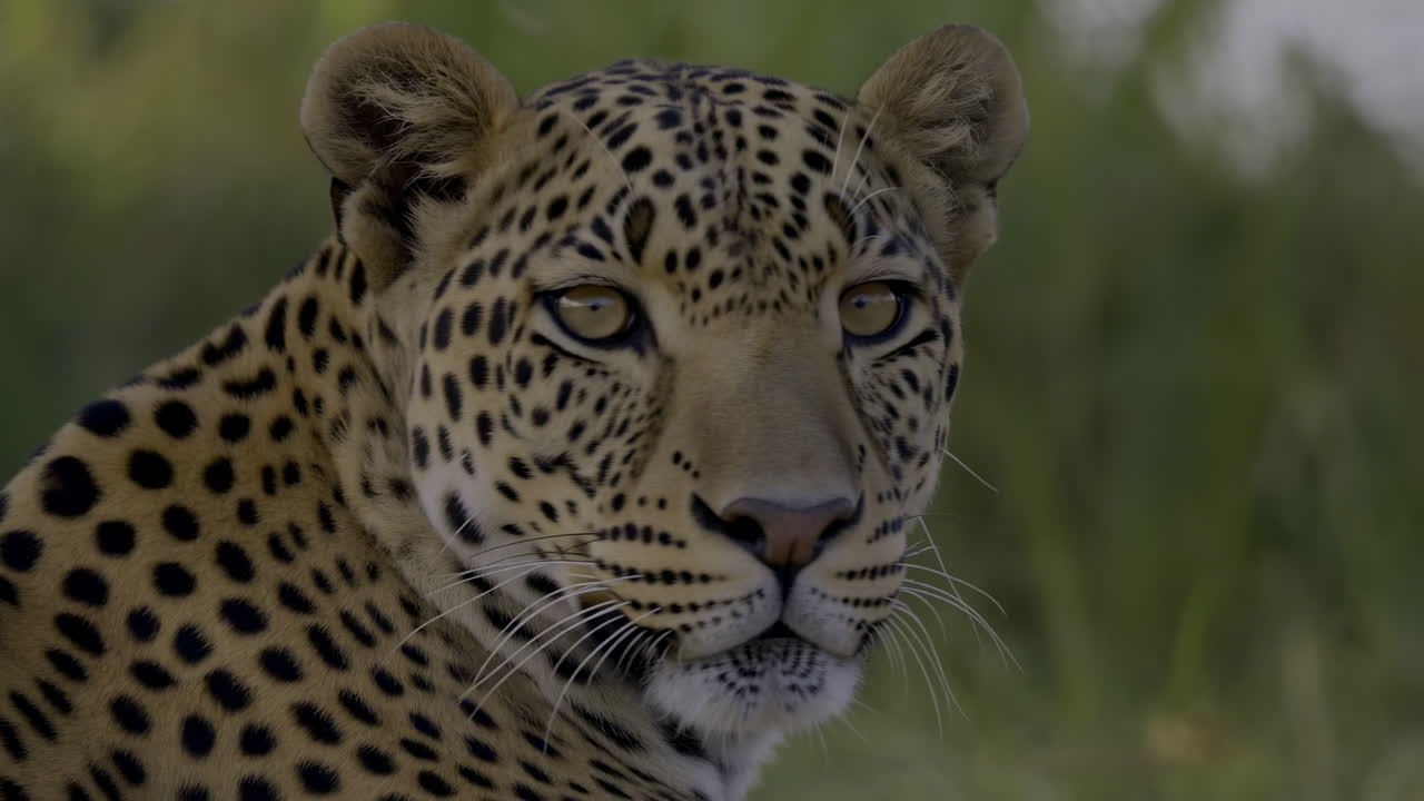 Doğrudan Kameraya Bakan Bir Leoparın Yakın Çekim Portresi