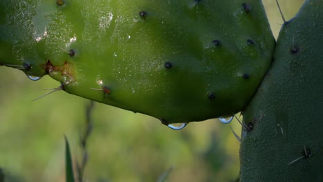 macro de cerca captura cactus empapados con goteos de agua