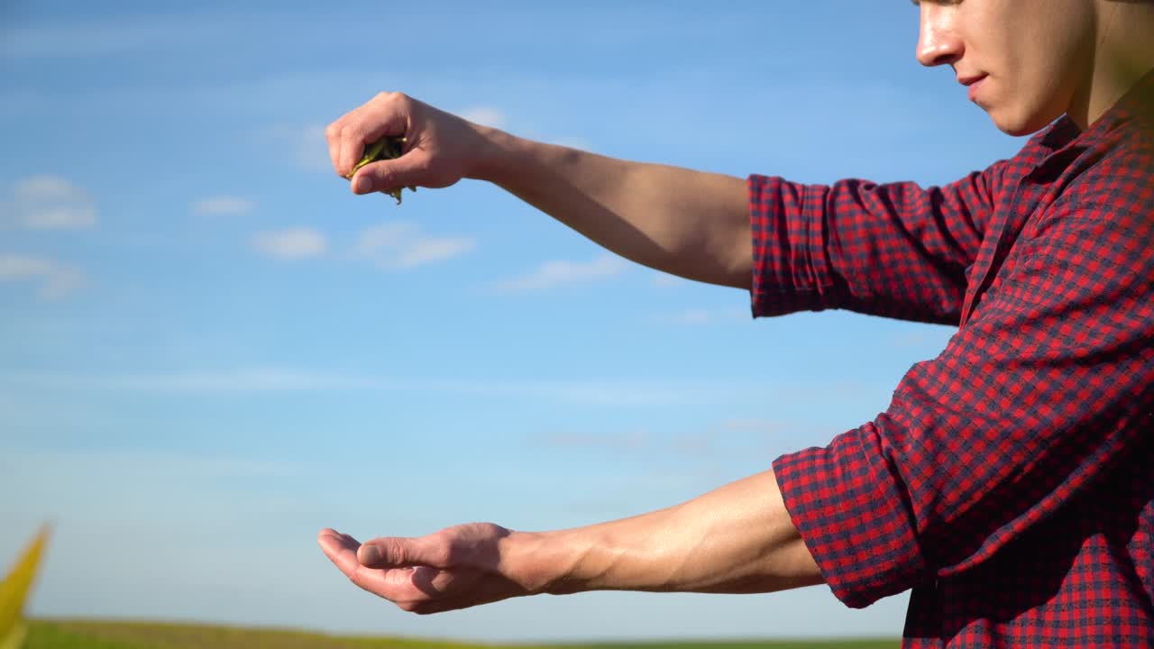 소아 콩 과일을 손에 들고 있는 농학자. 개념 생태학, 바이오 제품, 자연 제품