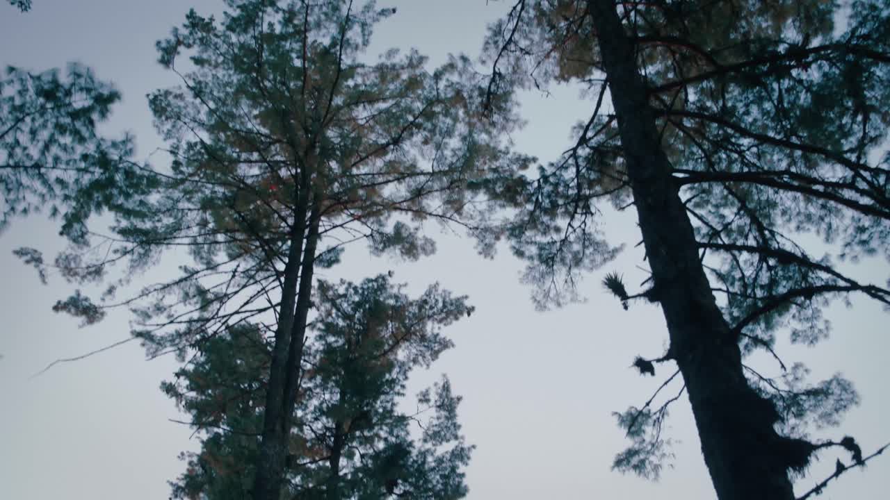 el sol se pone en un bosque de montaña por encima de las nubes en oaxaca, méxico 4