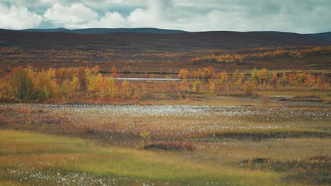 white fluffy flowers in the colorful autumn tundra