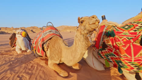 Closeup-of-camel-chewing-and-sniffing-with-desert-tribal-clothes-draped