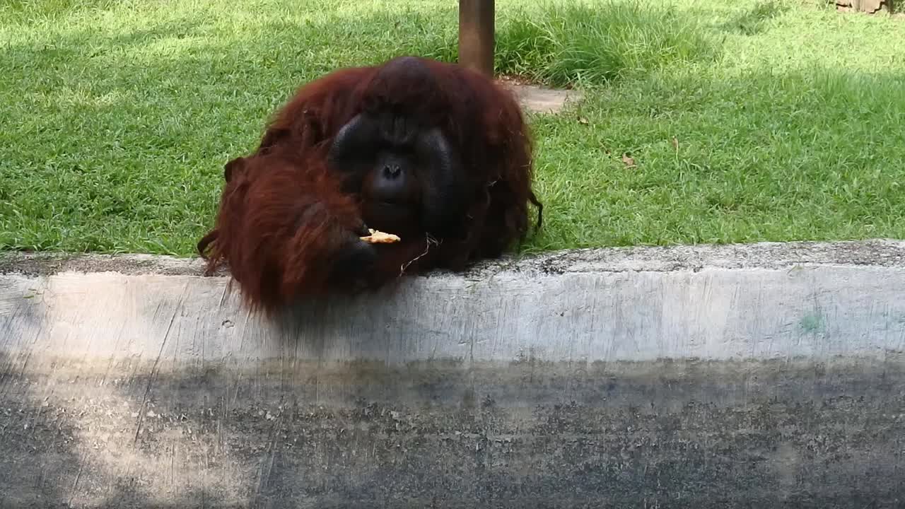 인도네시아 세마랑 동물원에서 바닥에 누워서 뭔가를 먹는 오랑우탄