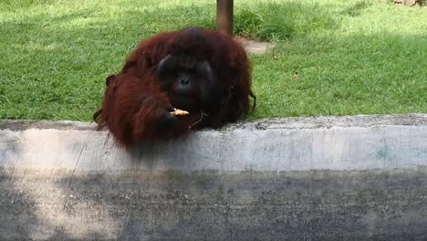 Orangután-Tirado-En-El-Suelo-Y-Comiendo-Algo-En-El-Zoológico-De-Semarang,-Indonesia