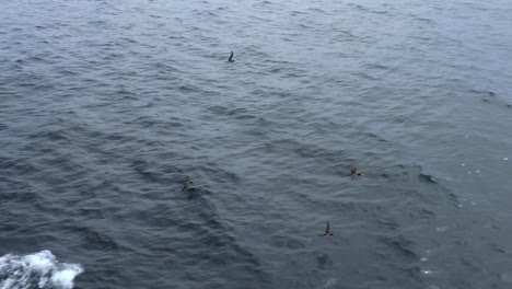 Drei-Braune-Tölpel,-Die-In-Zeitlupe-über-Das-Wasser-Schweben