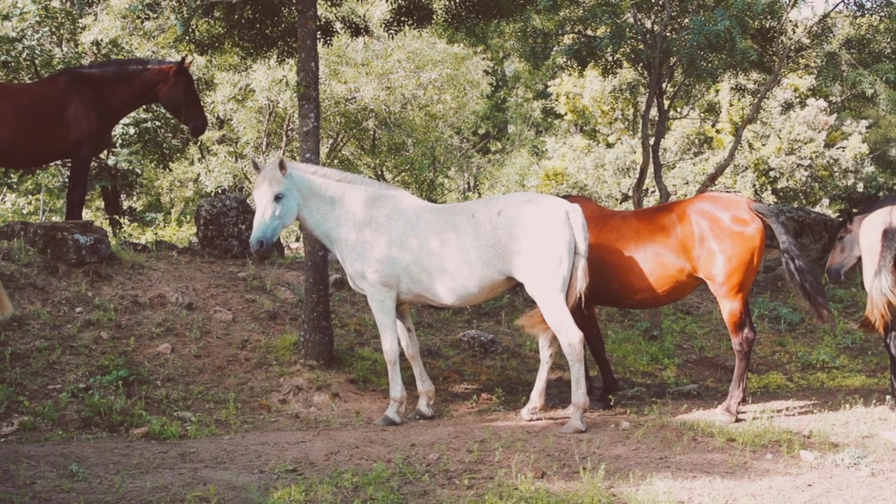Cavalo branco pasta sob a luz do sol da manhã com a manada