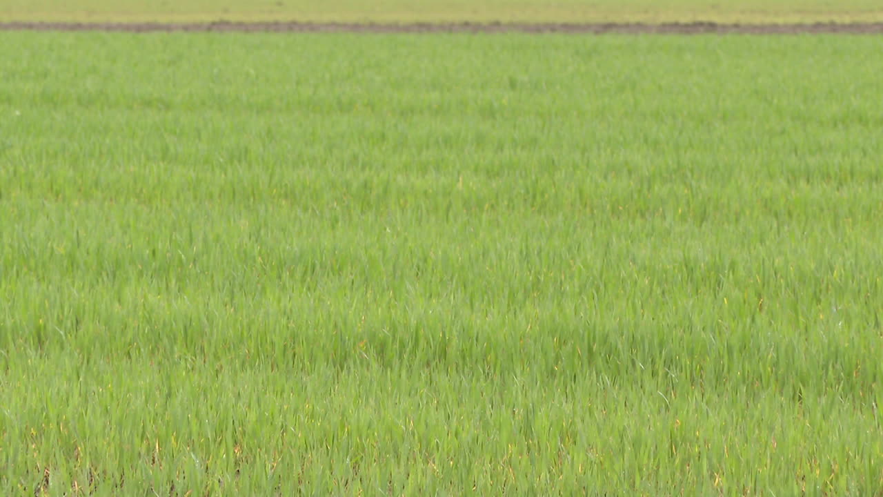 푸른 잔디, 필드