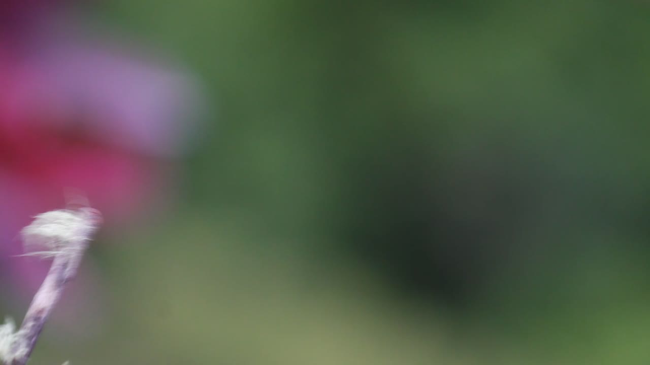 un hermoso colibrí talamanca inquieto , respirando fuertemente