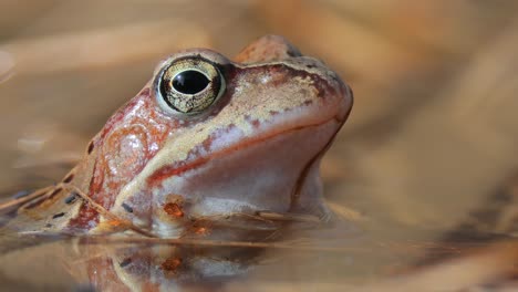 brown frog (rana temporaria) close-up in a pond.