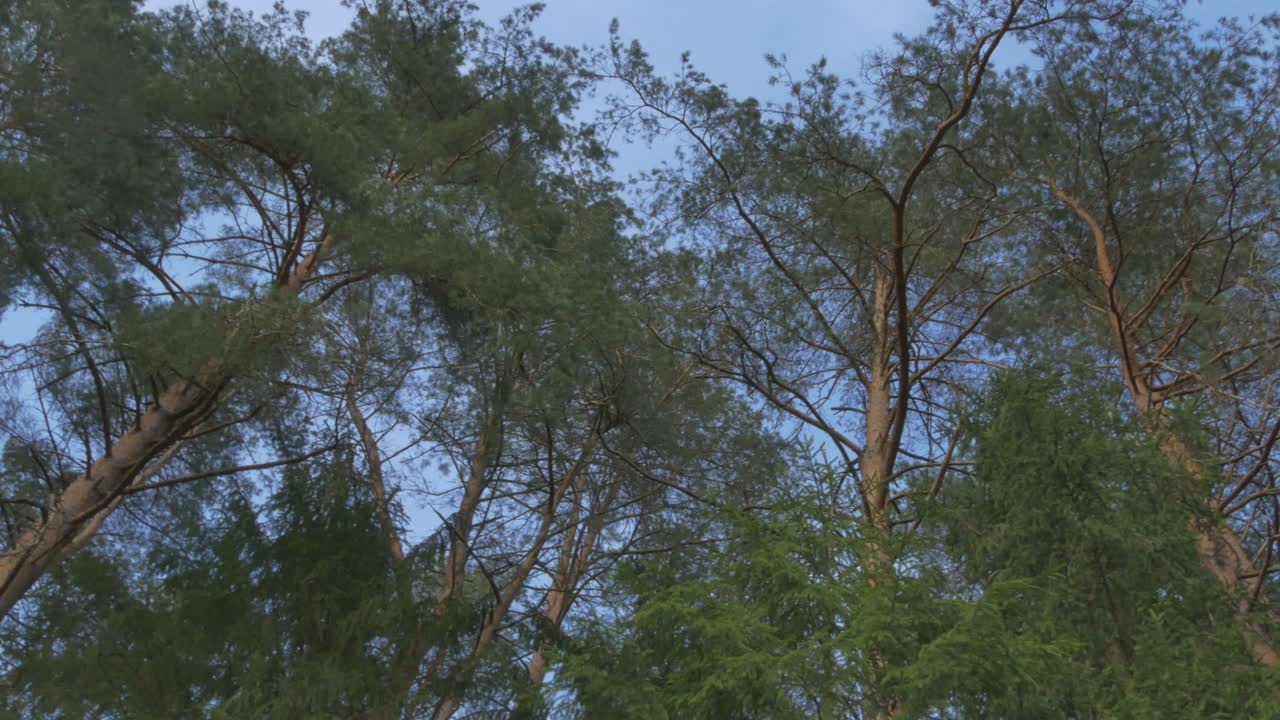 Coniferous Forest. Looking Up And Rotating