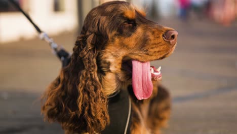 cocker spaniel close up enjoying the sunset