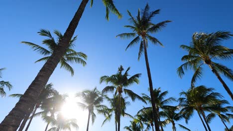 tall palm trees silhouette, sun peeking, clear blue sky