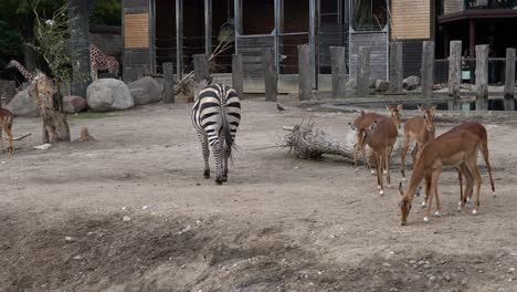 Zebra-together-with-Impala-and-Giraffes-inside-zoo---Handheld-static-watching-animals-walking-around-together-in-front-of-camera