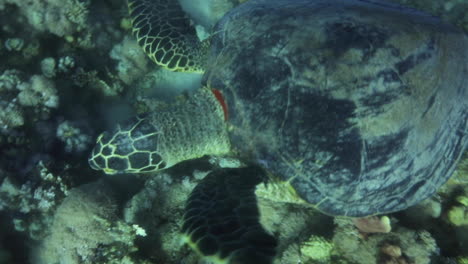 Tortuga-Marina-En-El-Mar-Rojo-De-Egipto